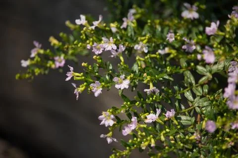 Small Soft Pink False heather Flower Stock Photos