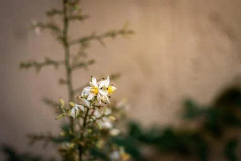 A small solitary white decorative beautiful and delicate flower Stock Photos