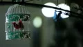 Small songbird in beautiful locked cage, street decoration, interior detail HD Footage