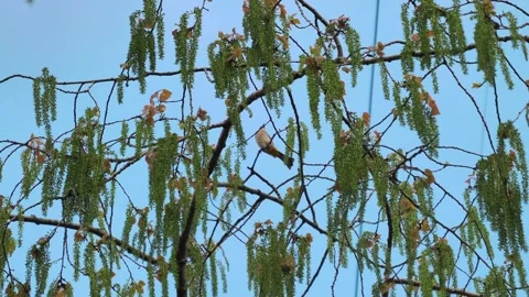 Small songbird perched on a blossoming tree branch during a bright spring day Stock Footage 342230696