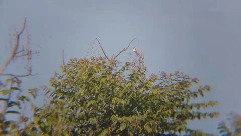 Small Songbird Perched on Tree Branch Against Blue Sky in Indonesia Stock Footage 343803616