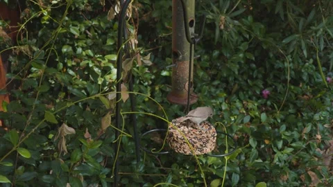 Small songbird perches on seed cake feeder in garden Stock Footage 342468682