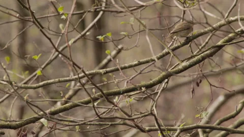 Small Songbird Perching on Spring Tree Branches 4K 60p Stock Footage 334300596