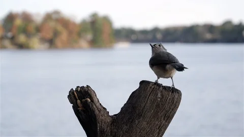 Small songbird selects a nut then flies away. Video stock 123446441