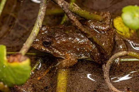 Small Southern Frog Stock Photos