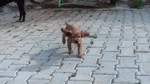 Small spaniel comes and runs away Stock Footage 25606998