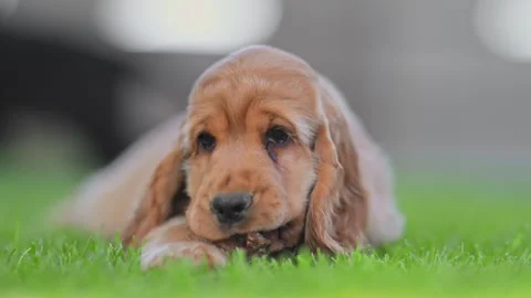 Small spaniel dog resting and playing in green backyard, 4K video Stock Footage 318100674