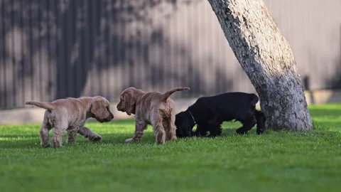 Small spaniel dogs running and playing in sunny garden, carefree lifestyle scene Stock Footage 335410907