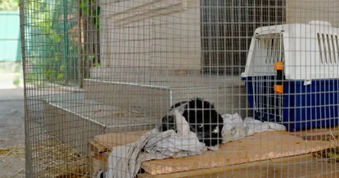 A small Spaniel puppy in a cage Video stock 132314073