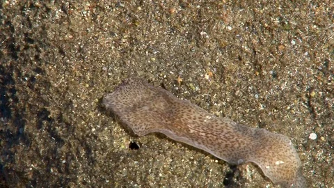 Small Spanish Dancer mooving on a shallow reef. Stock Footage 106496877