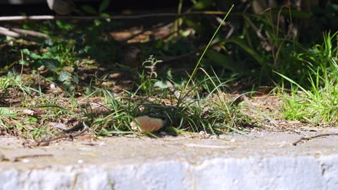 Small sparrow approaching a piece of bread in sunlit grass beside a concret.. Stock Footage 347631526