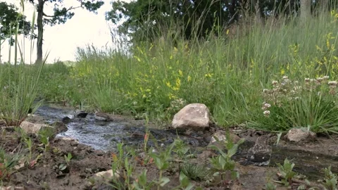 Small sparrow bathing in shallow stream Stock Footage 233844682