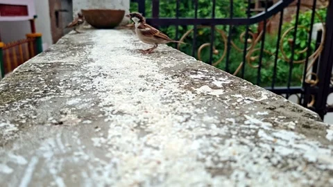 Small Sparrow Bird Consuming Grain On Stone Edge Video stock 339638663