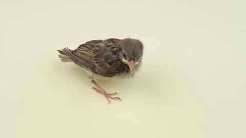 Small sparrow bird 스톡 동영상 246276900