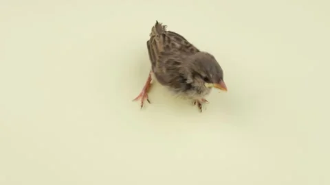 Small sparrow bird Stock-Footage 246276927