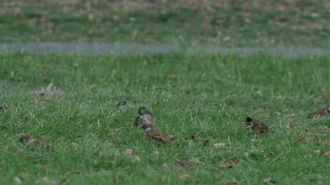 Small Sparrow Bird Foraging on Fresh Green Grass Stock Footage 326464156