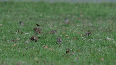 Small Sparrow Bird Foraging on Fresh Green Grass Stock Footage 326464158