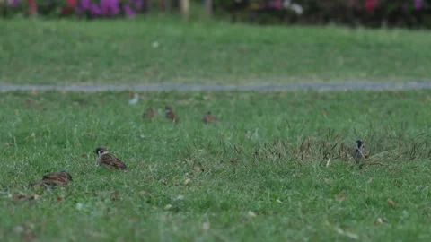 Small Sparrow Bird Foraging on Fresh Green Grass Stock Footage 326464233
