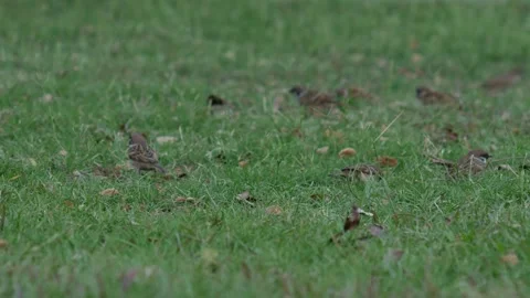 Small Sparrow Bird Foraging on Fresh Green Grass Stock Footage 327107320