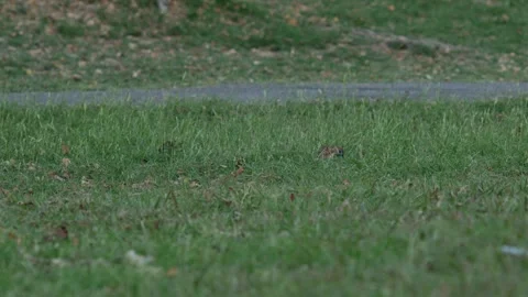 Small Sparrow Bird Foraging on Fresh Green Grass Stock Footage 327107322