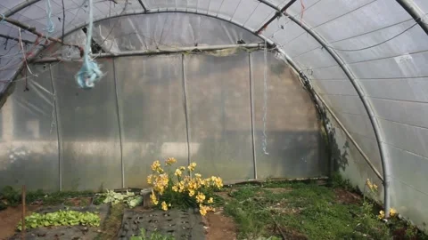 Small sparrow bird trying to find a way out of an old greenhouse Stock-Footage 332697215