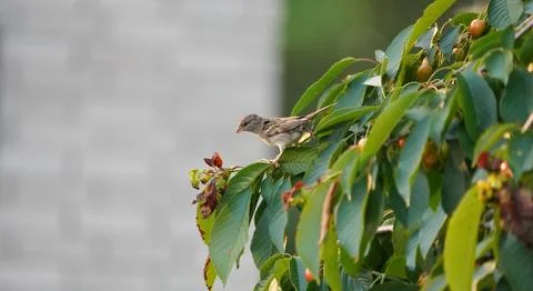 Small sparrow on cherry tree. Sparrow eating cherries on a branch. Stock Photos