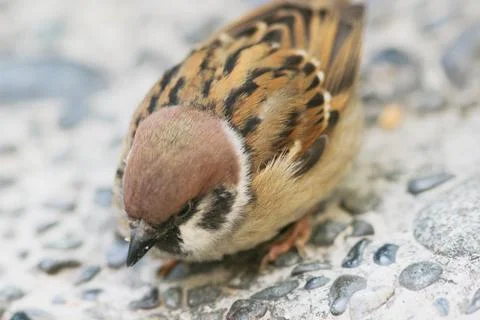 A Small sparrow on gray path at park Stock Photos
