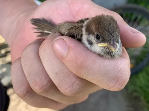 A small sparrow in the hands of a man Stock-Fotos