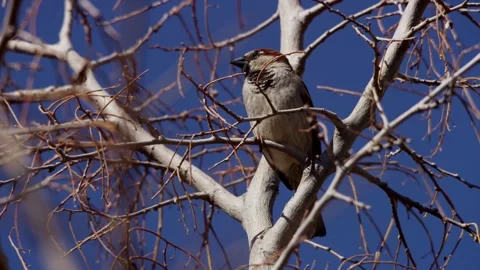 A small sparrow perched on a bare tree branch Video stock 329816108