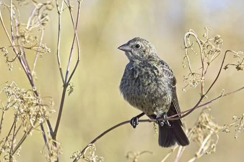 Small sparrow perched on a branch. Stock Photos