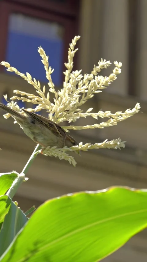 Small Sparrow Perched on Corn Plant in Sunlight Stockbeeldmateriaal 339647042