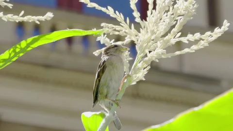Small Sparrow Perched on Corn Stalk in Sunlight Stock-Footage 329165962