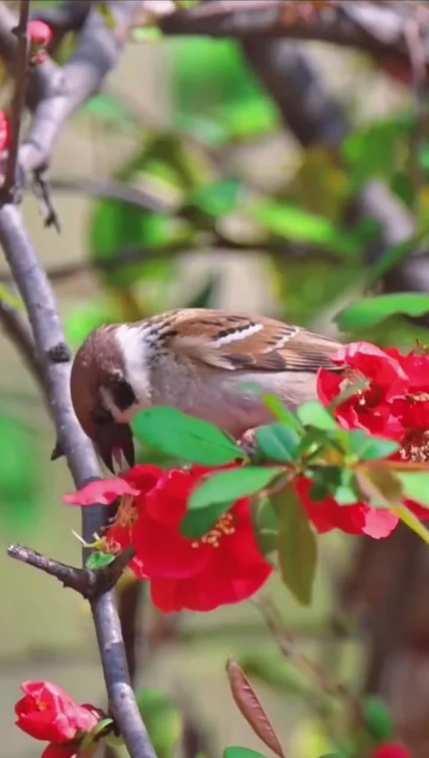 A small sparrow perched on a flowering branch with vibrant red blossoms Stockbeeldmateriaal 334268896