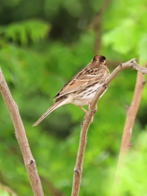 A small sparrow perched on a thin tree branch in a natural setting 库存影片 336033321