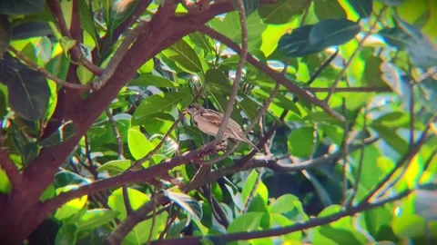 Small sparrow perched on a tree branch surrounded by vibrant green leaves, .. Stock-Footage 346624605