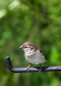 Small sparrow Foto stock