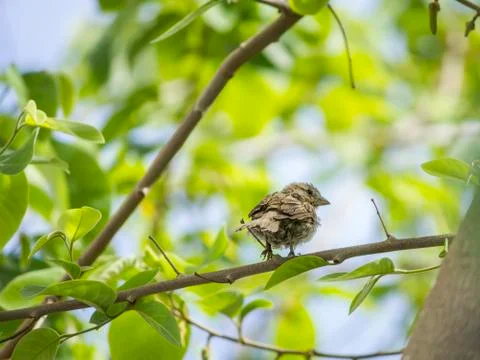 Small Sparrow Stock Photos