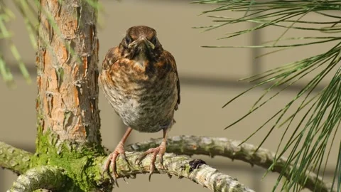 A Small Sparrow Rests On A Branch Stock Footage 338169494