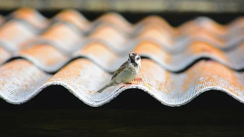 Small sparrow on roof Stock Footage 78087228