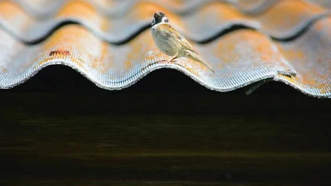 Small sparrow on roof Stock Footage 78091816