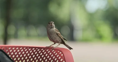 Small sparrow sits on back of chair in city park, looks at camera and flies away Stock Footage 246582674