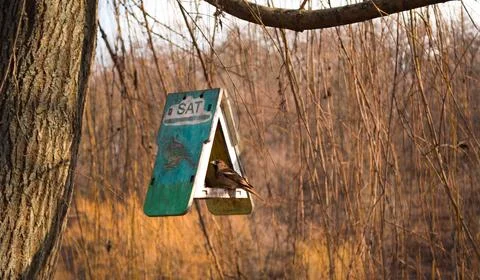 A small sparrow sits inside a handmade wooden birdhouse Stock Photos