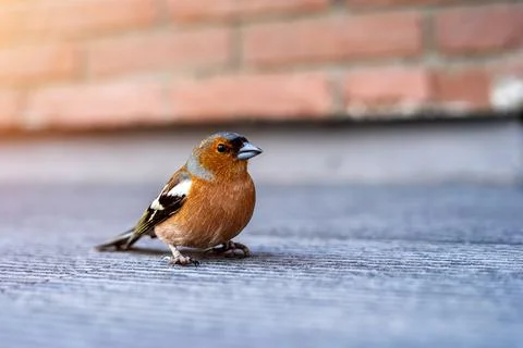 Small sparrow sitting on a step close-up Stock Photos