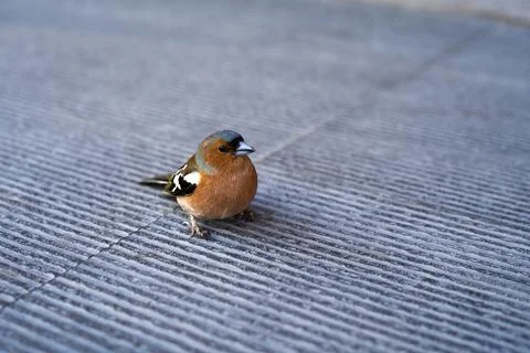 Small sparrow sitting on a step close-up Stock Photos