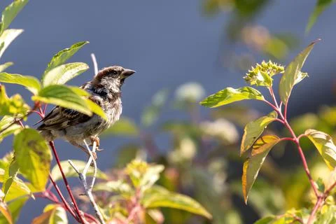 Small sparrow sitting up in tree branches Stock Photos
