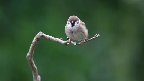 Small sparrow in sleep on the branch Stock Footage 129606648