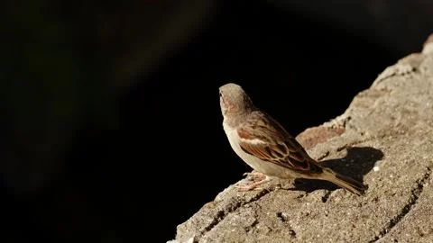 A small sparrow standing on a rough stone surface in warm sunlight with dark Stock Footage 325794578