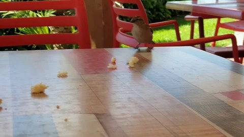 A small sparrow takes a pieces of bread left on a table, close up shot Stock Footage 108732187