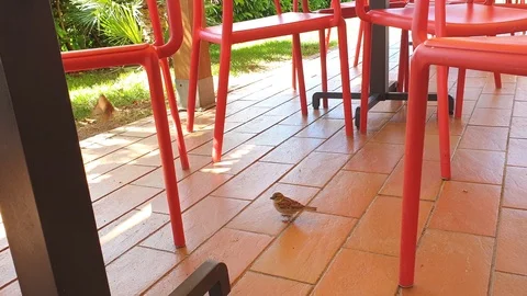 A small sparrow takes a pieces of bread left on a table, close up shot Stock Footage 108732195