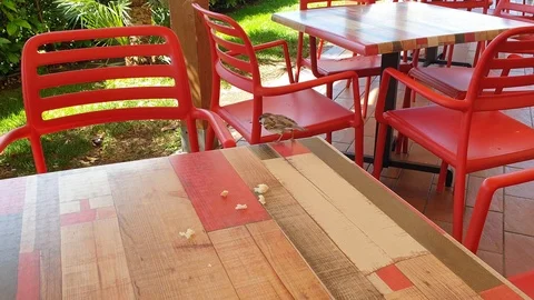 A small sparrow takes a pieces of bread left on a table, close up shot Stock Footage 108732211